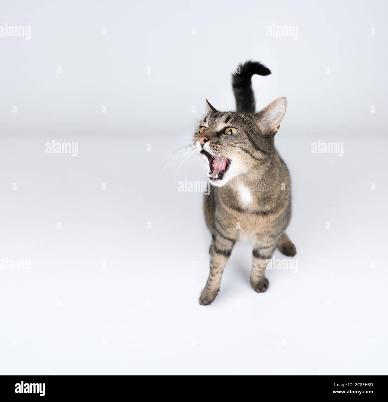 tabby gatto shortair europeo con bocca aperta Foto Stock