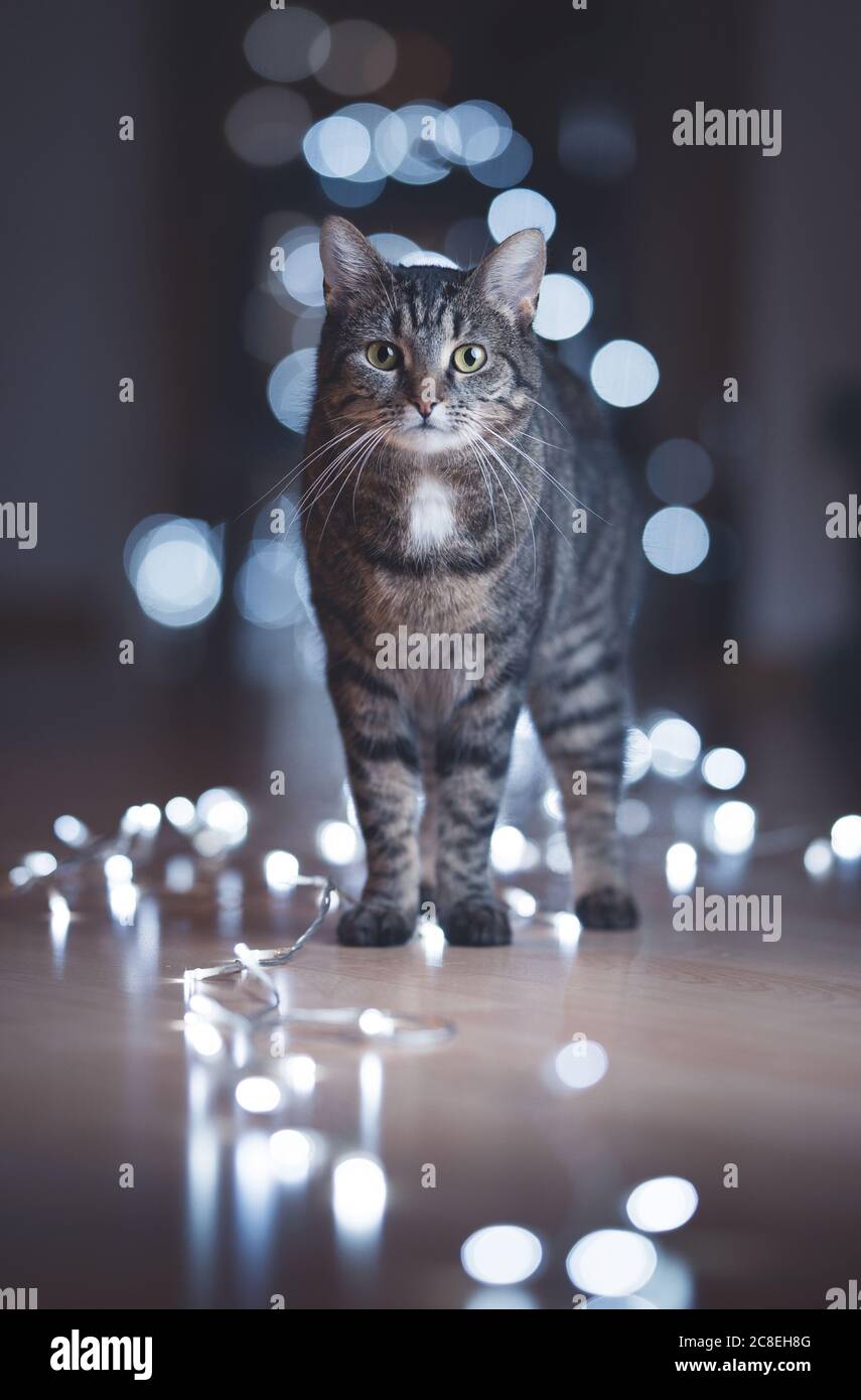 vista frontale di un gatto domestico che si trova sul pavimento circondato da fredde luci bokeh che guardano la macchina fotografica Foto Stock