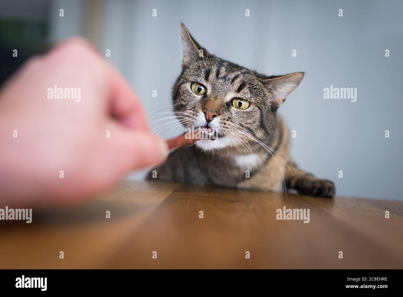 Tabby European Shorthair cat di accattonaggio e raggiungendo per trattare il bastone sul tavolo da pranzo Foto Stock