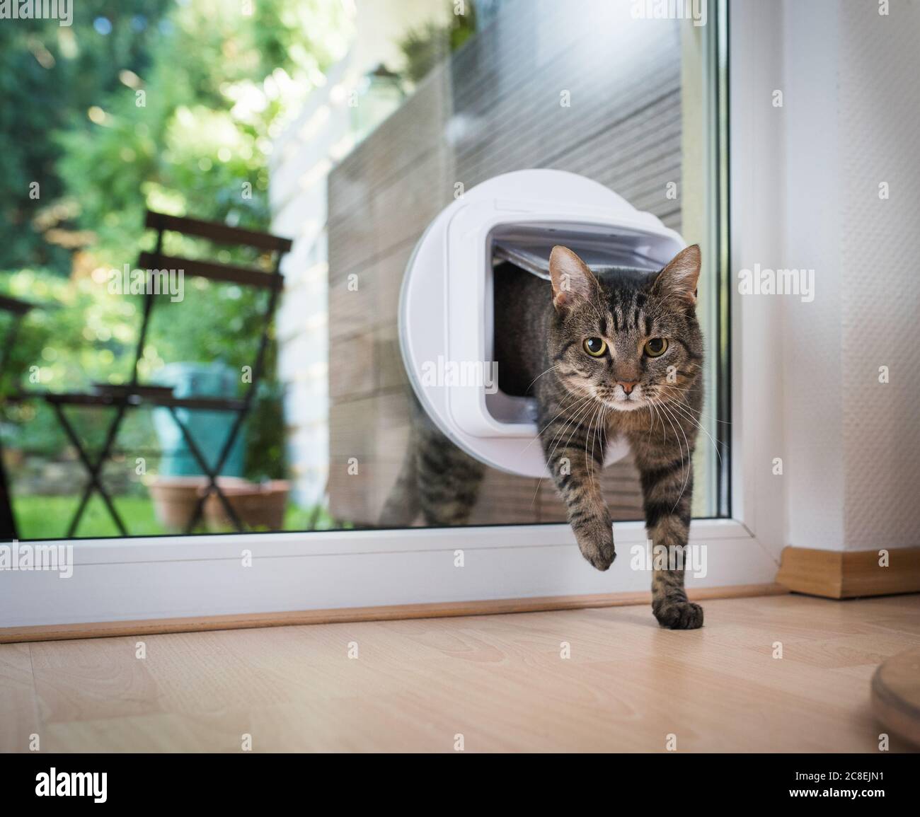 Tabby European Shorthair cat entrando in camera Foto Stock