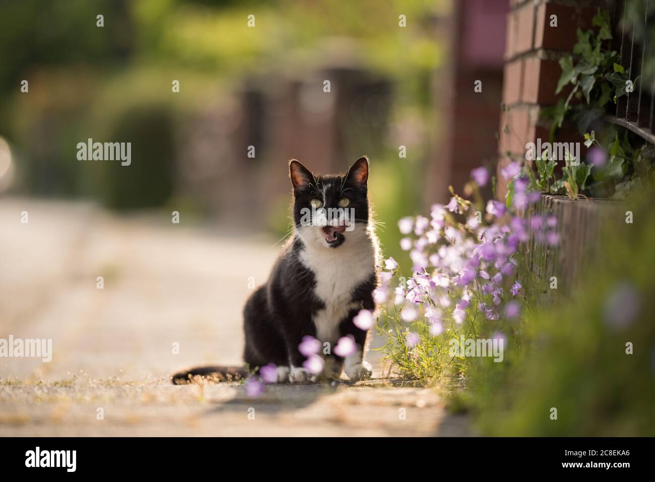 gatto shorthair domestico bianco e nero che si trova sul marciapiede accanto ai fiori con lingua fuori Foto Stock