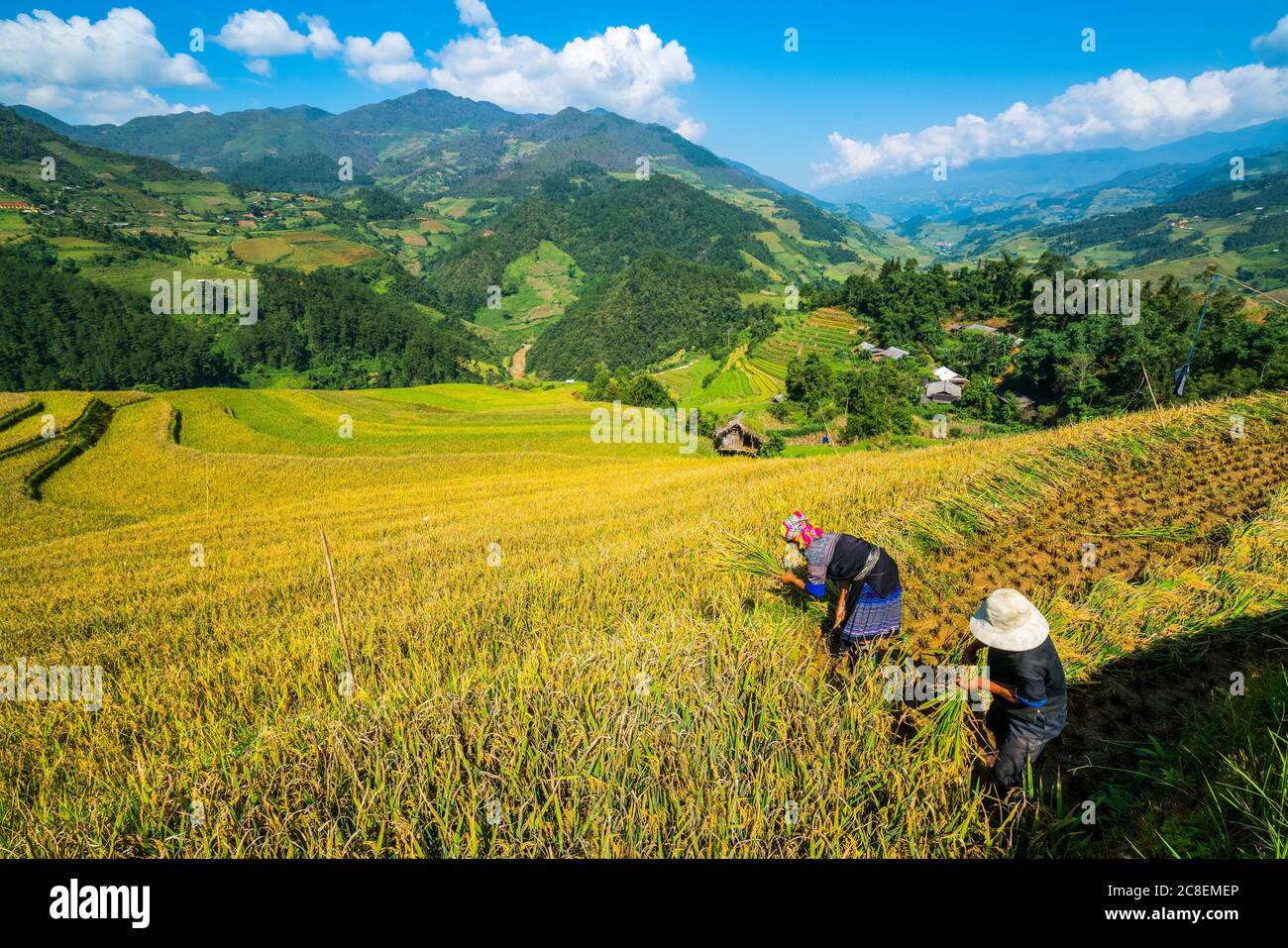 Gli agricoltori vietnamiti stanno raccogliendo a Sapa Foto Stock