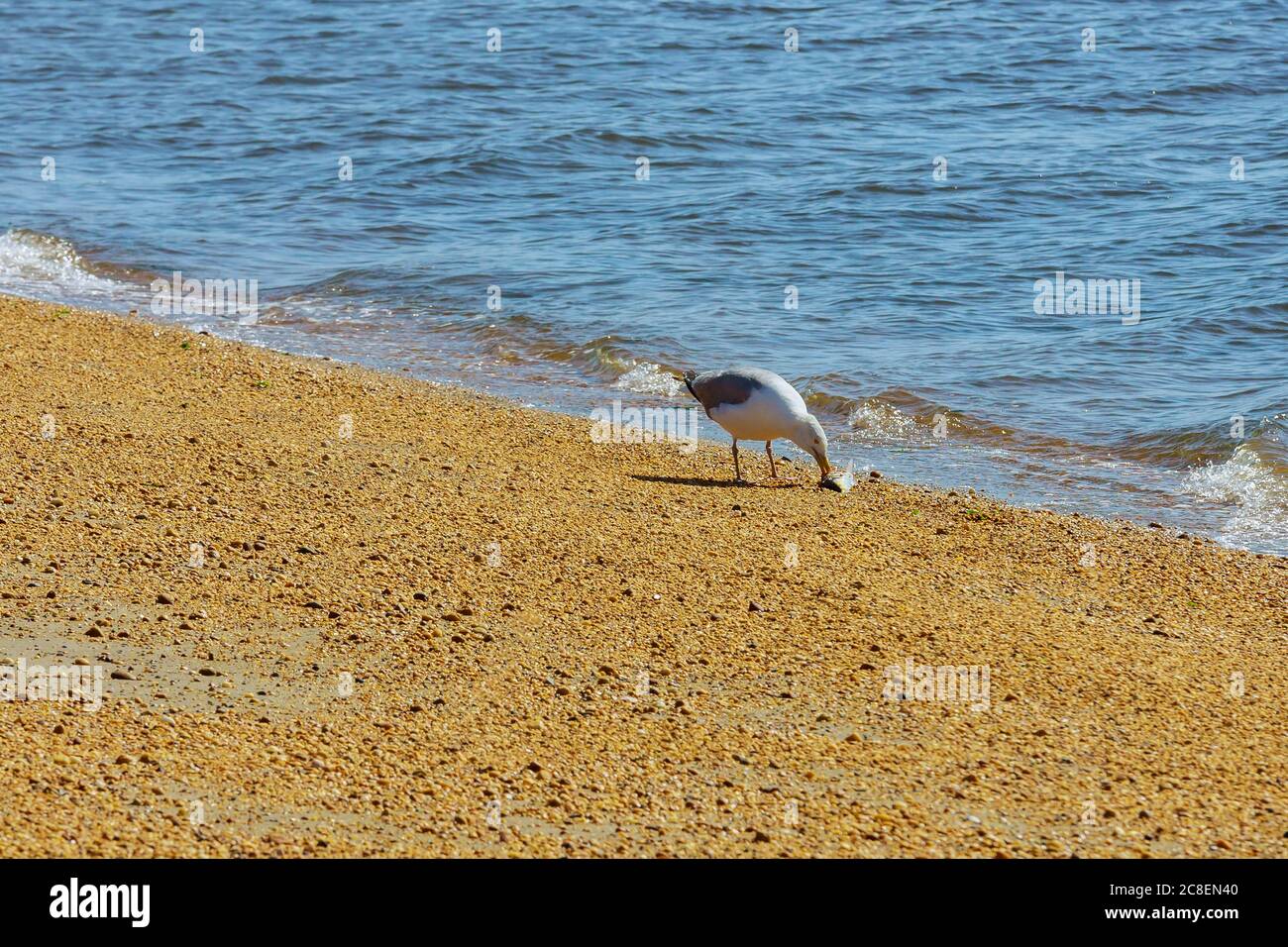 Cormorano con mangiare pesce catturato in oceano per mangiare comodamente Foto Stock