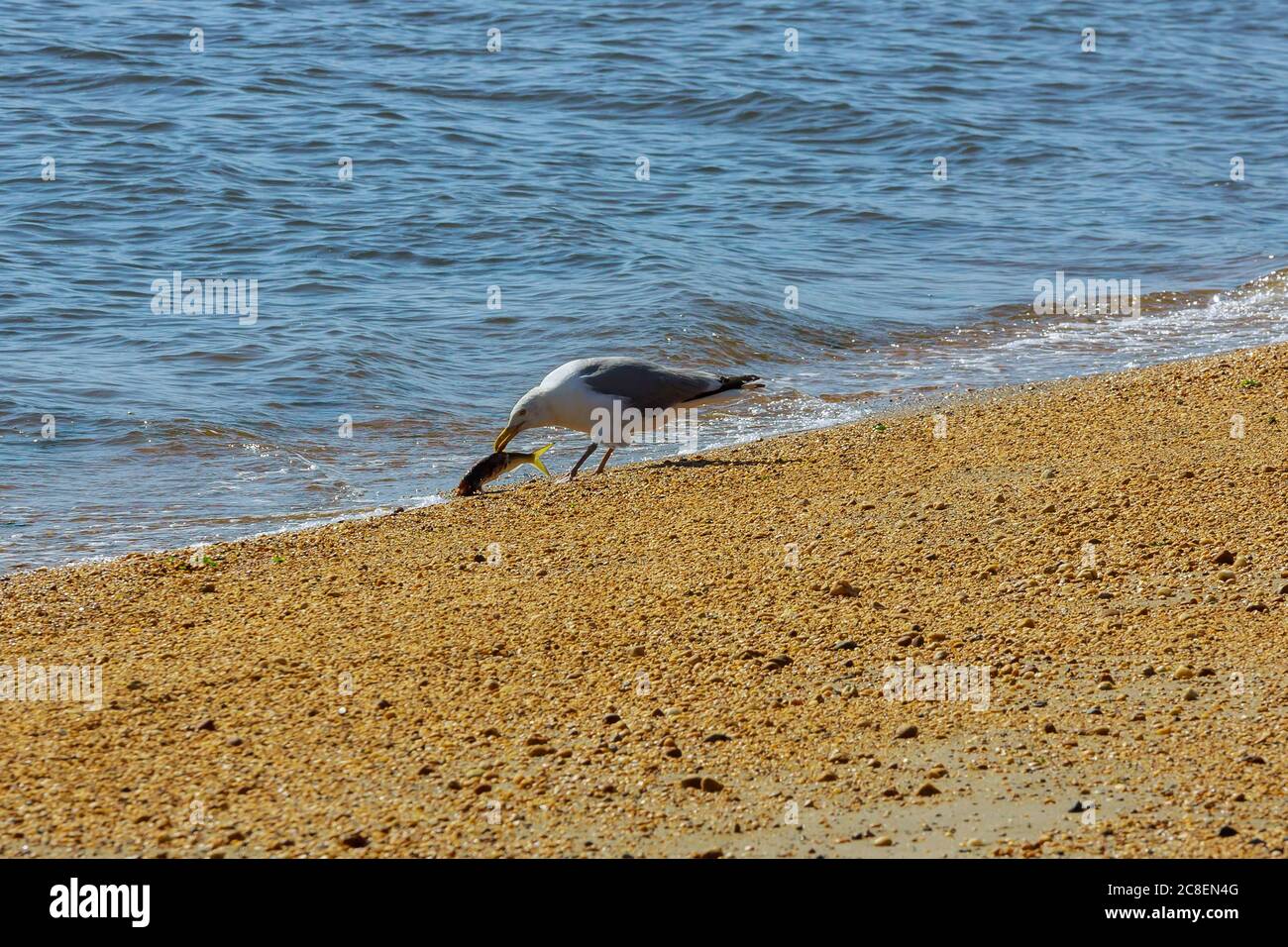 Cormorant mangiare un pesce vivo appena pescato nell'oceano Foto Stock
