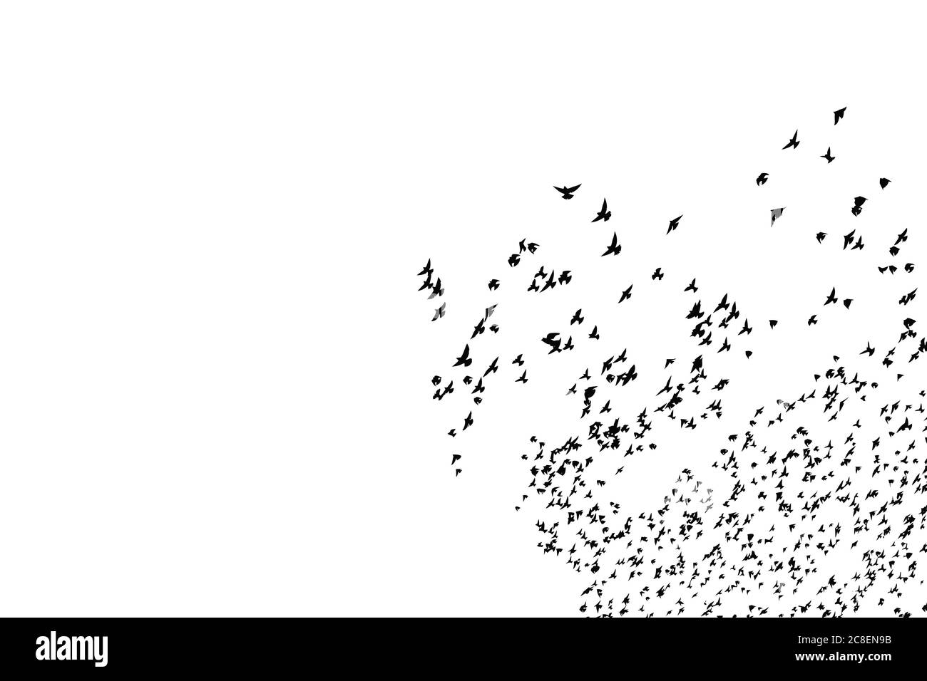 Uccelli volanti. Natura astratta. Sfondo bianco. Foto Stock