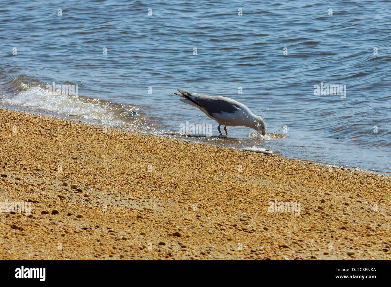 Cormorani senza luce caccia pesci in un con oceano Foto Stock
