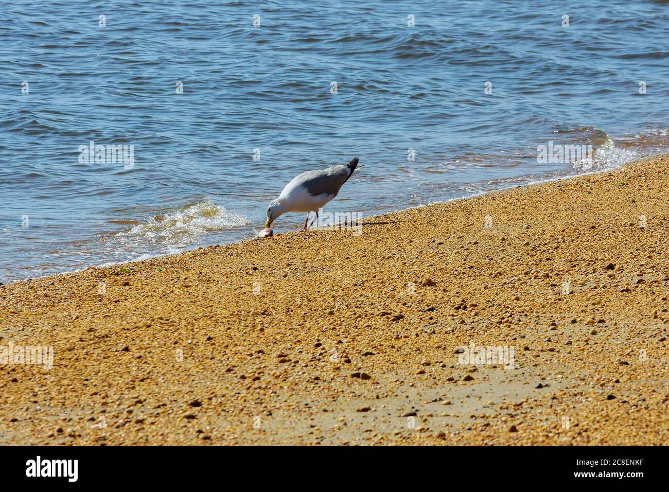 Doppio crestato cormorano cattura e mangiare un pesce in oceano Foto Stock
