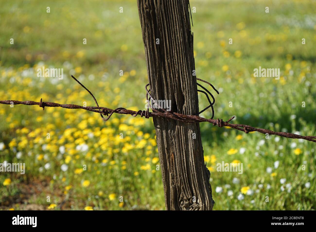 Vecchio palo da recinzione con filo spinato Foto Stock