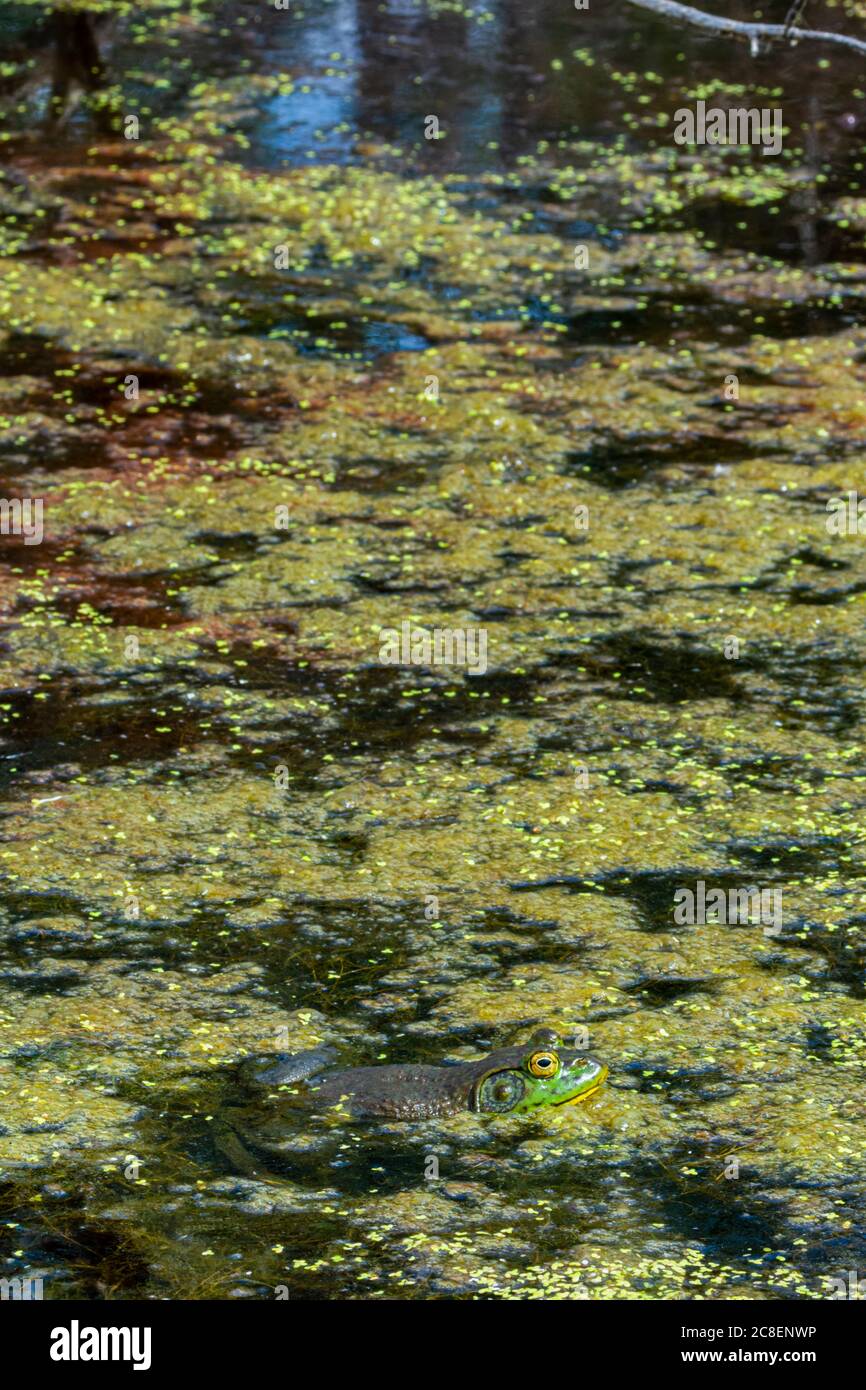 Maschio americano Bullfrog poggiando sulla superficie di paludi tra duckweed e vegetazione organica, Castle Rock Colorado USA. Foto scattata a luglio. Foto Stock