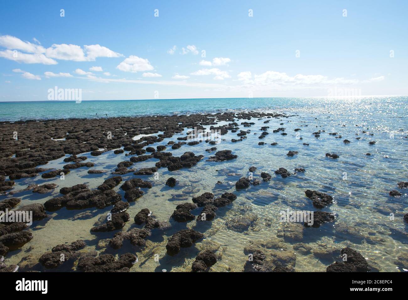Vista panoramica panoramica degli Stromatoliti presso la piscina Hamelin, la Shark Bay, l'Australia Occidentale, con cielo blu e orizzonte come spazio per le copie. Foto Stock