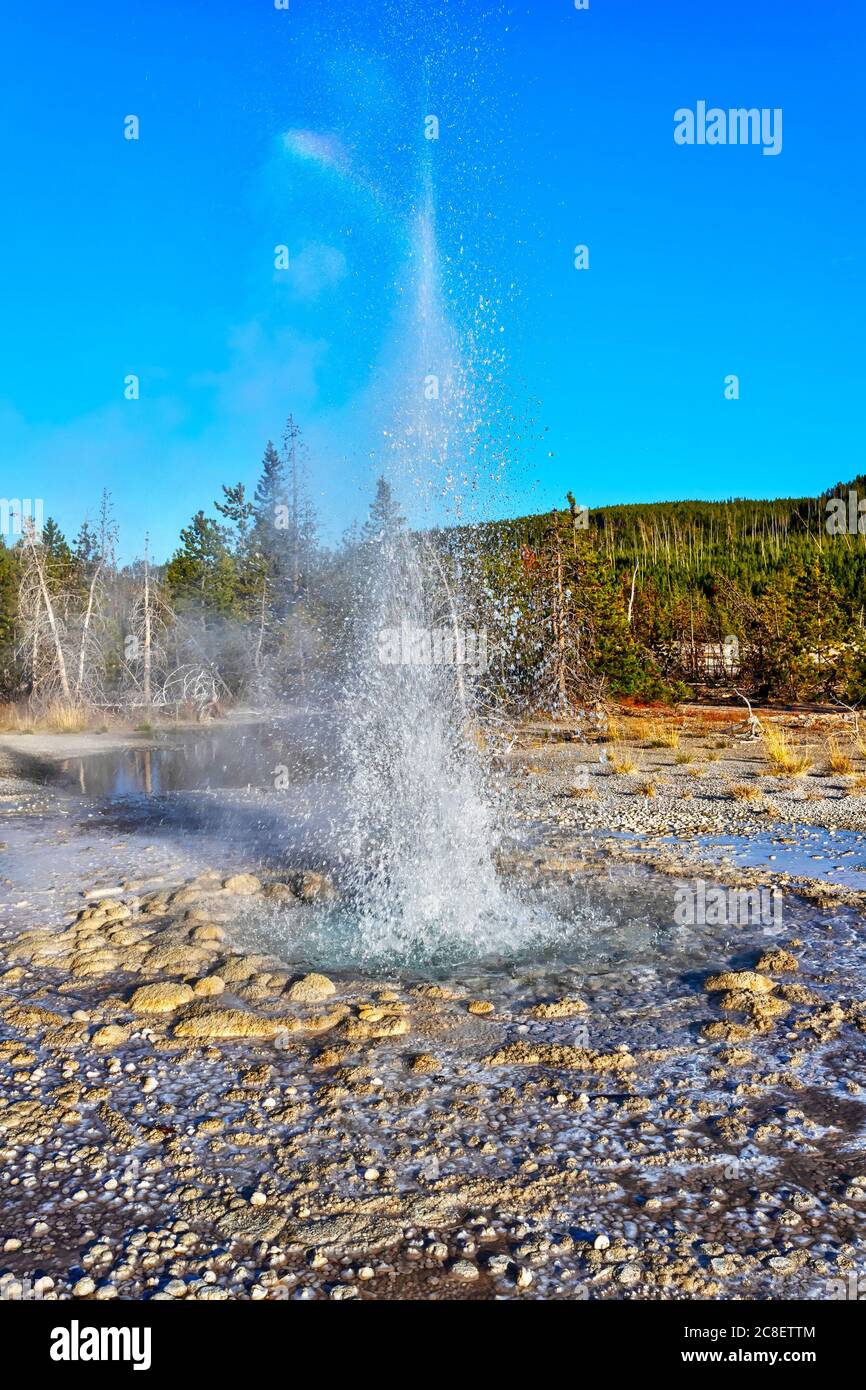 L'acqua calda erutta da un geyser attivo nel Norris Geyser Basin al Yellowstone National Park, Wyoming, USA Foto Stock