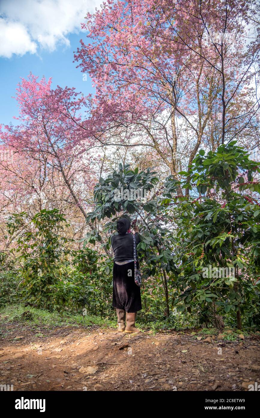 Un popolo Akha che raccoglie chicchi di caffè arabica nella piantagione di caffè con uno splendido sfondo di fiori di ciliegia rosa a Doi Chang a Chiang Rai, Foto Stock