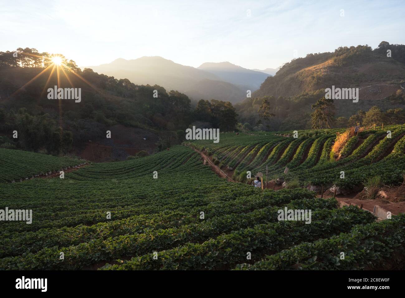 Il paesaggio della fattoria di fragole all'alba con una bella fila di fragole al villaggio di Nolae in Doi Ang Khang, Chiang mai, Thailandia. Foto Stock