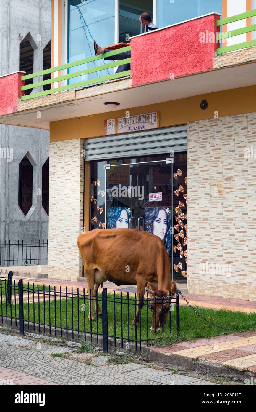 Vau di Dejes, Albania. Mucca pascolando sul prato di fronte al salone di bellezza. Uomo sul balcone sopra. Foto Stock