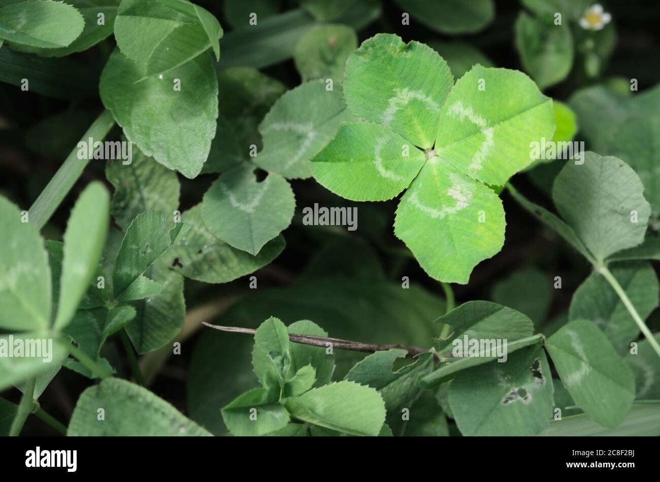 Trifoglio a quattro foglie che porta buona fortuna tra molte foglie ordinarie. Messa a fuoco selettiva. Foto Stock