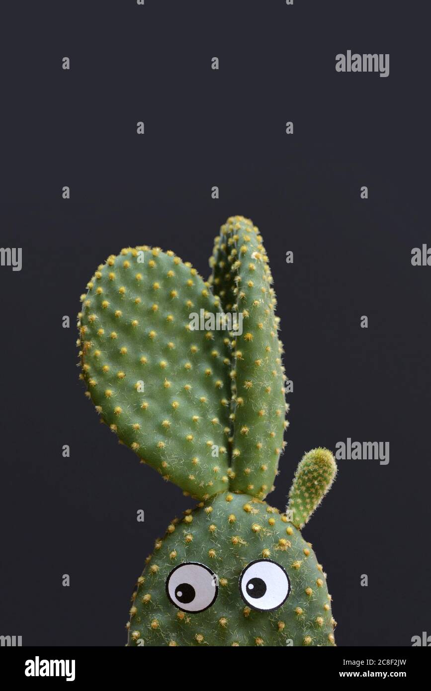 Divertente vasetto 'Opuntia Microdasys' bunny orecchie cactus con carta googly occhi di fronte a sfondo scuro Foto Stock