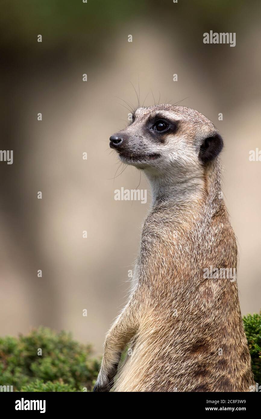 Meerkat su un cespuglio verde, un ritratto Foto Stock