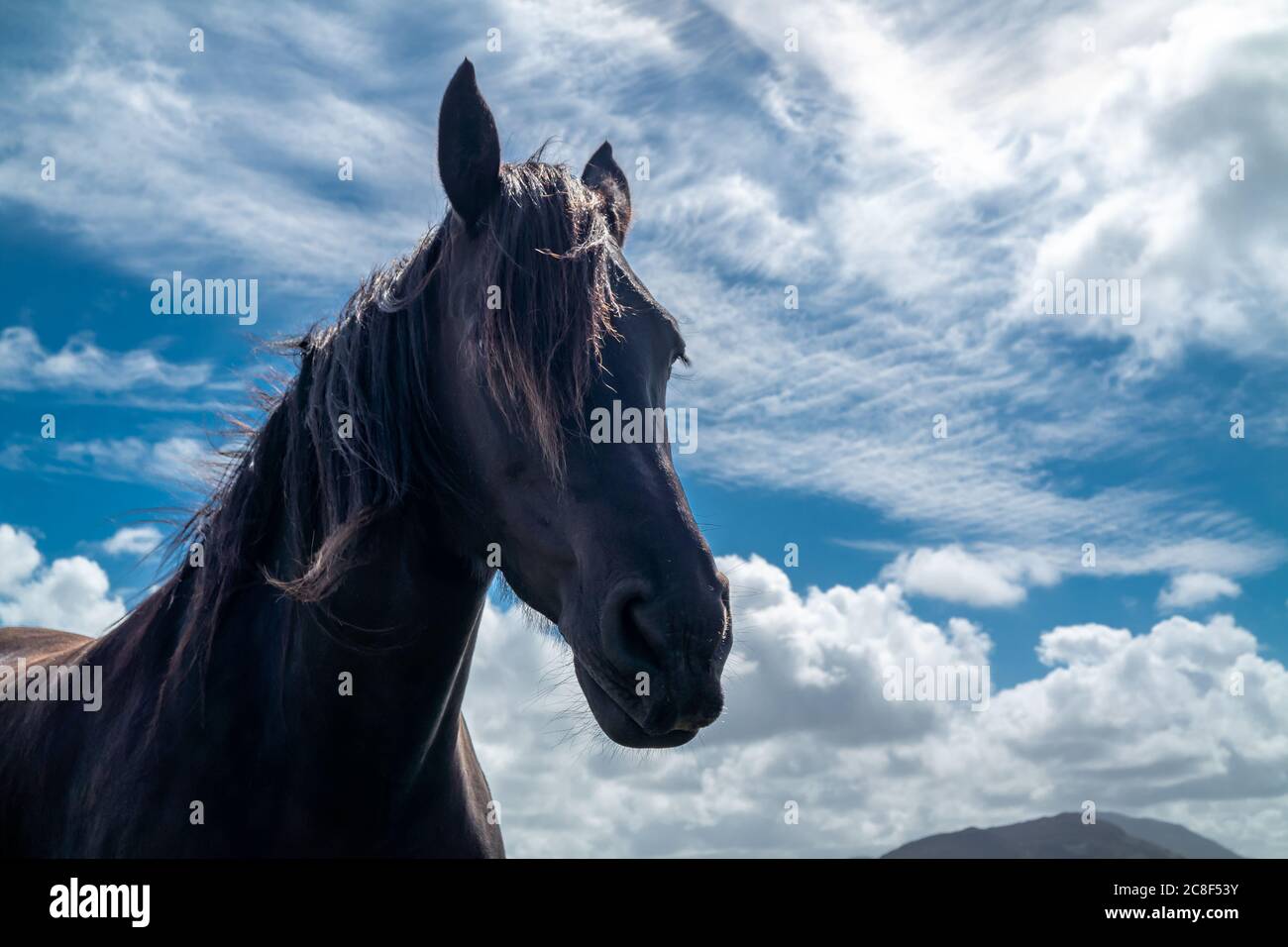 Vista sulla campagna irlandese con cavallo nero nella contea di Donegal. Foto Stock