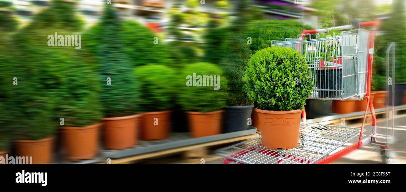 shopping al centro di piante da giardino buxus su carrello. spazio di copia di banner Foto Stock