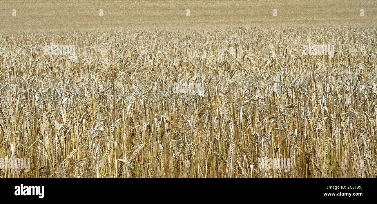 Foto di un campo di orzo dorato vicino a Wembury nel South Hams Foto Stock