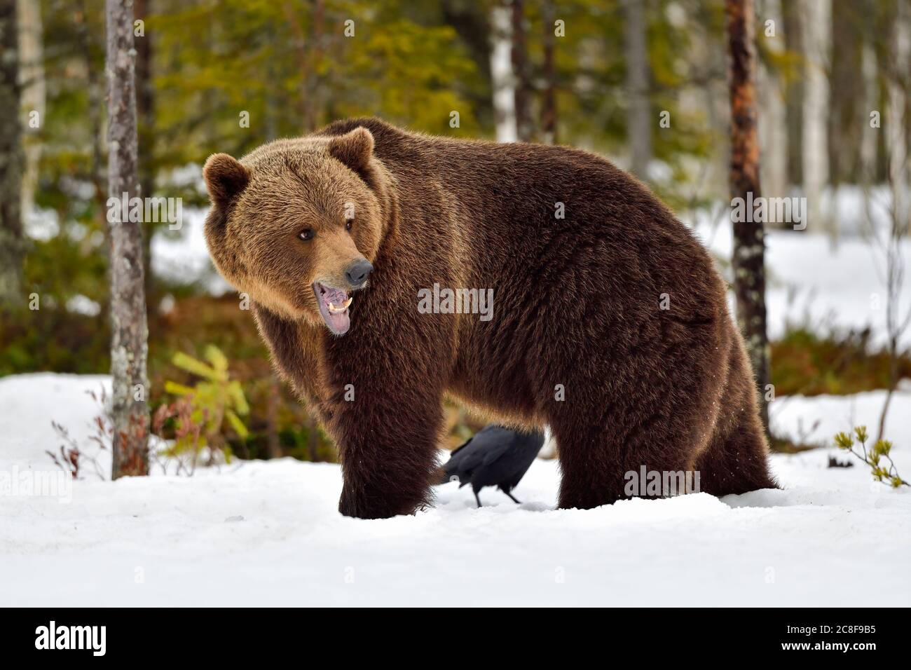 L'orso bruno giovane non gradisce che cosa vede. Foto Stock