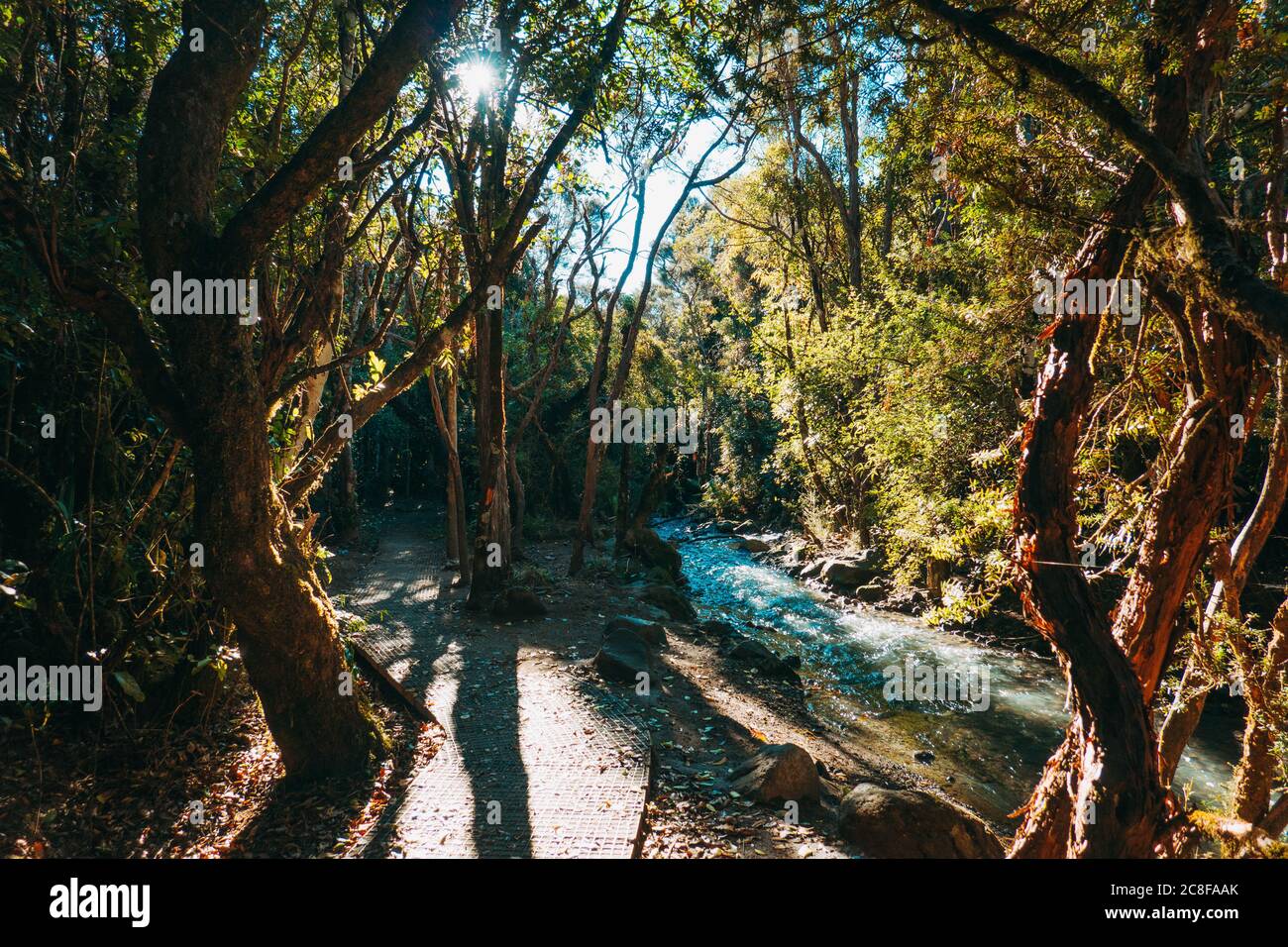Un ruscello corre accanto a un sentiero per passeggiate attraverso la foresta nel Parco Nazionale di Tongariro, Nuova Zelanda Foto Stock