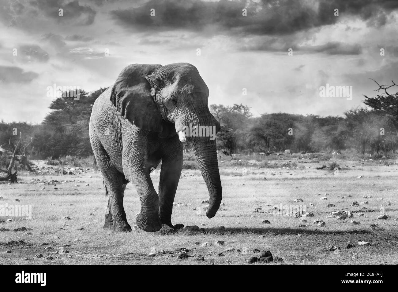 Foto BW del maestoso elefante africano che cammina fino alla sorgente nel parco nazionale di Etosha, la Namibia africa safari fauna selvatica Foto Stock