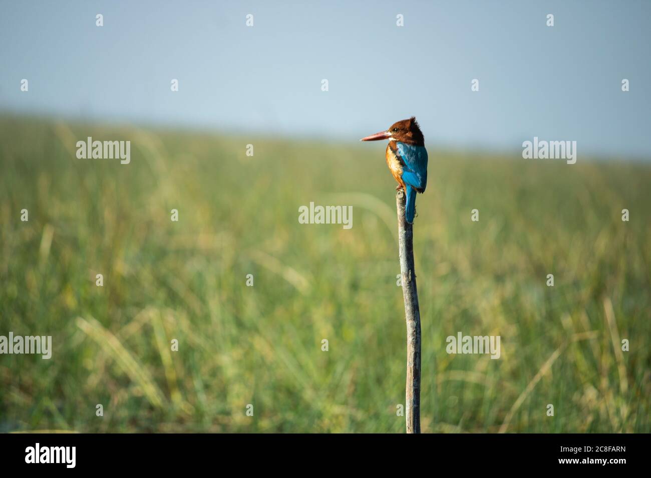 Kingfisher è seduto sul ramo Foto Stock