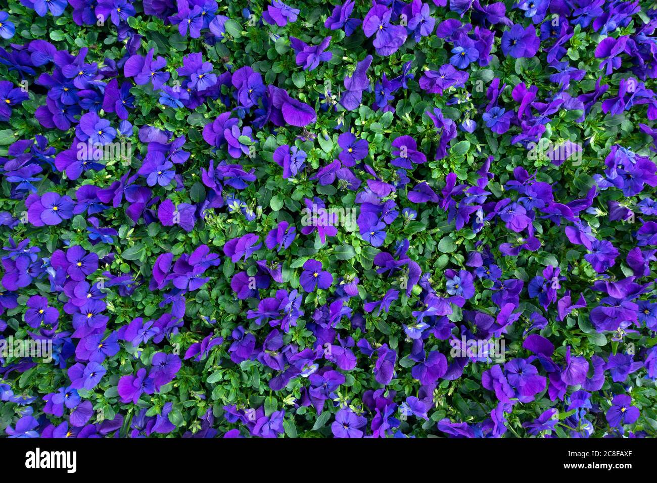 Letto fiorito con violette viola blu in vista ad alto angolo Foto Stock