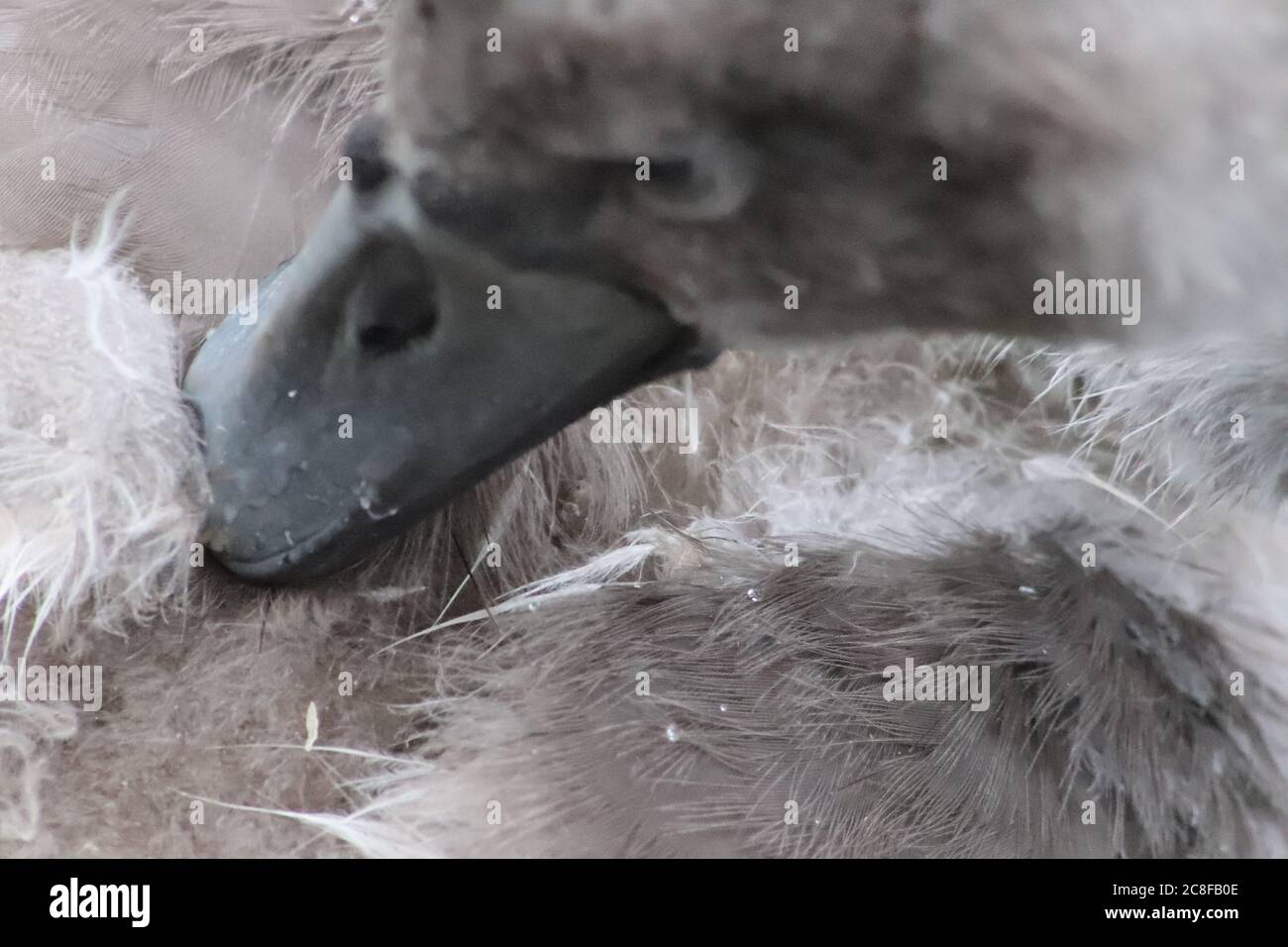 La testa di Cygnet in primo piano Foto Stock