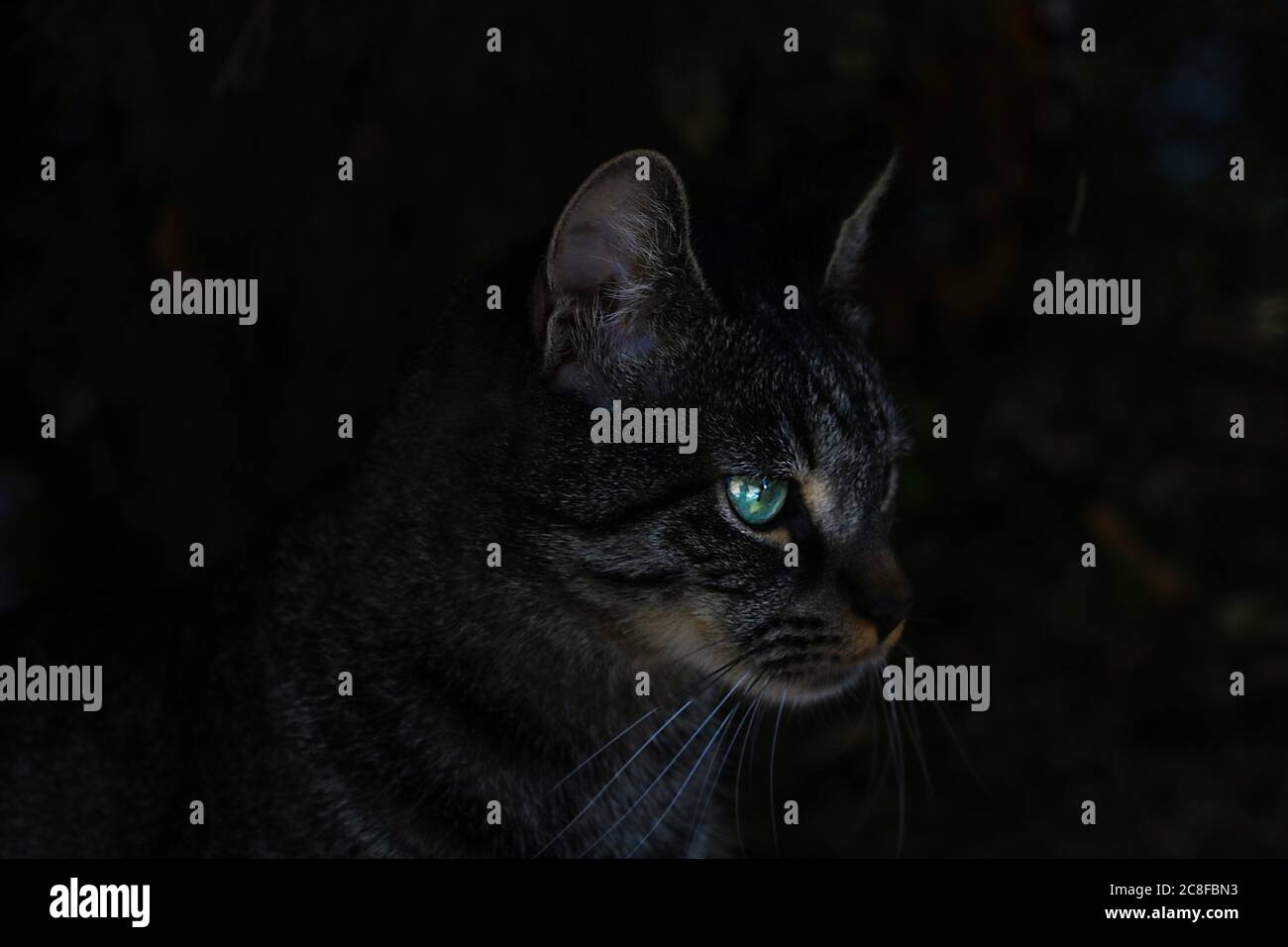 Gatto con gli occhi verdi al buio Foto Stock