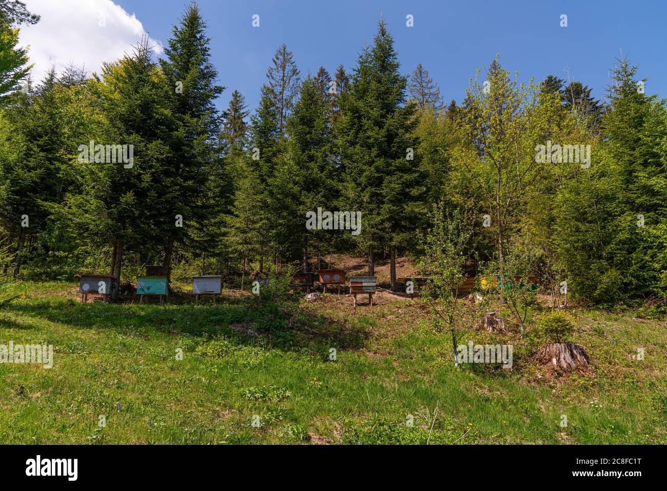 Antichi alveari forestali per la raccolta di miele selvatico sullo sfondo della foresta al mattino in Ucraina Foto Stock