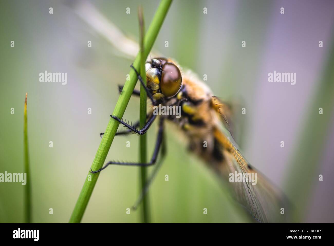 Primo piano su una libellula su una pianta Foto Stock
