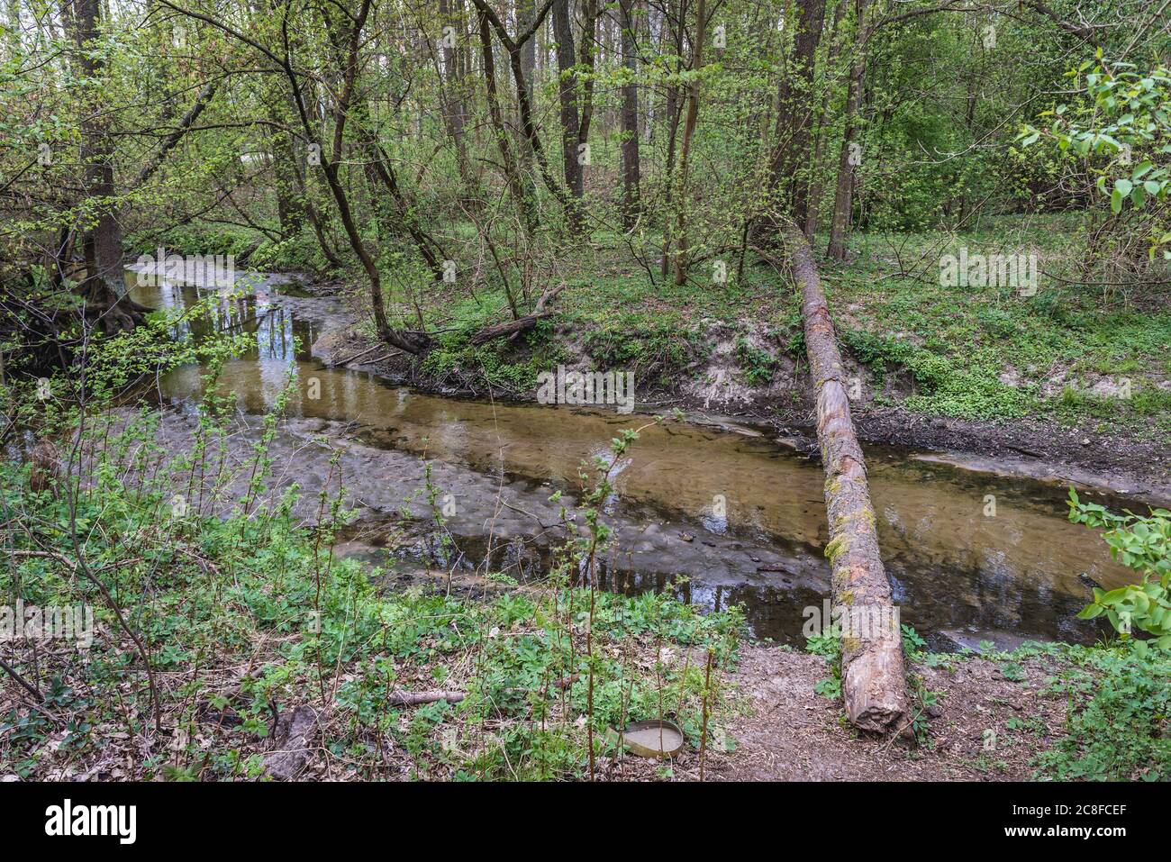 Srebrna rivulet foresta vicino Minsk Mazowiecki n la Voivodato Masoviano nella Polonia centrale Foto Stock