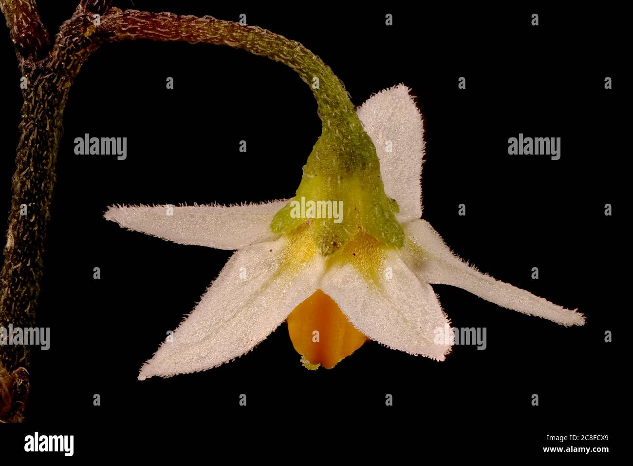 Nightshade nero (Solanum nigrum). Fiore Closeup Foto Stock