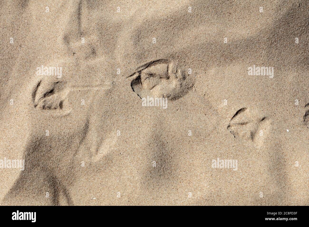 Sfondo naturale, impronte di uccelli texture nella sabbia. Foto di alta qualità Foto Stock