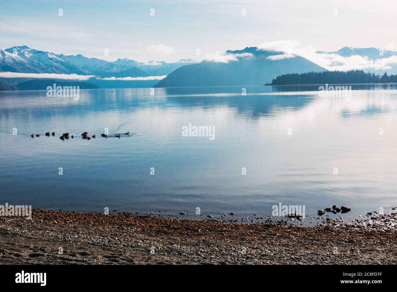 Anatre su un lago perfettamente fermo e glassoso Wanaka una mattina d'inverno, Nuova Zelanda Foto Stock