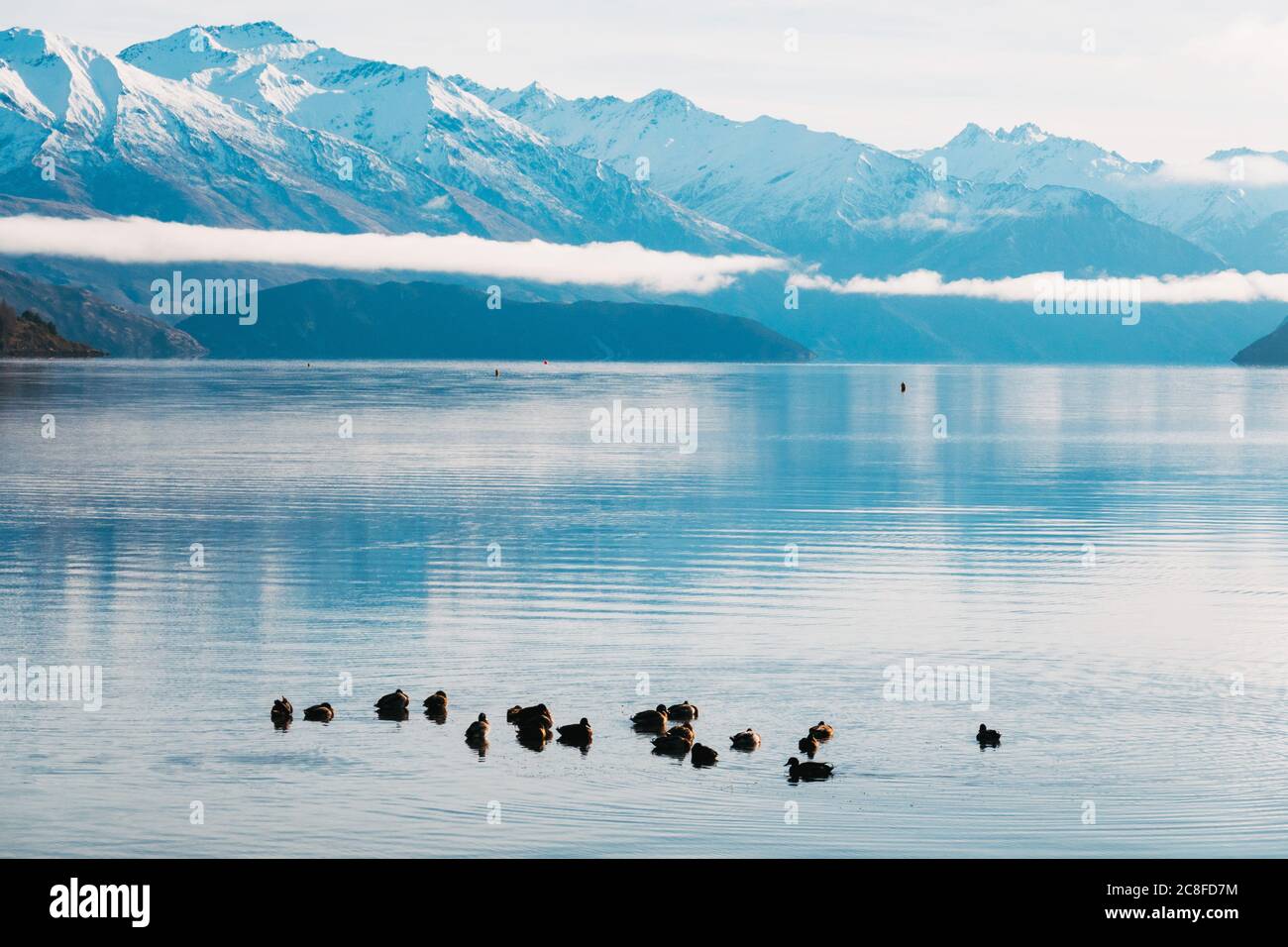 Anatre su un lago perfettamente fermo e glassoso Wanaka una mattina d'inverno, Nuova Zelanda Foto Stock