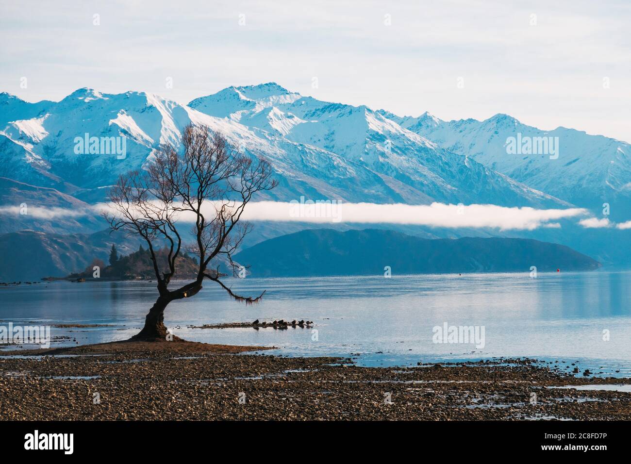 Il famoso 'quell'albero di Wanaka' visto in una tranquilla mattina invernale con bassi livelli di lago a Wanaka, Nuova Zelanda Foto Stock