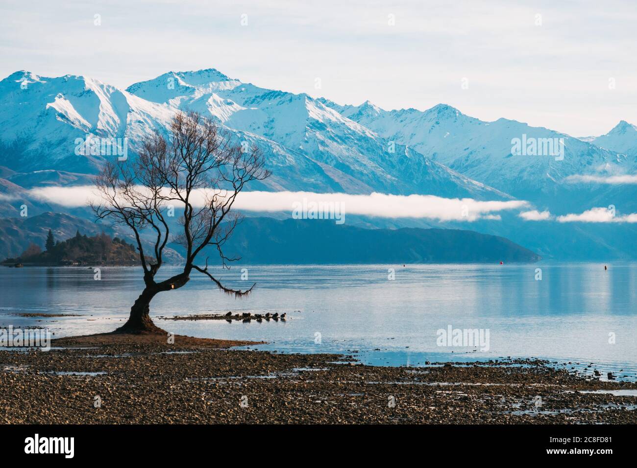 Il famoso 'quell'albero di Wanaka' visto in una tranquilla mattina invernale con bassi livelli di lago a Wanaka, Nuova Zelanda Foto Stock