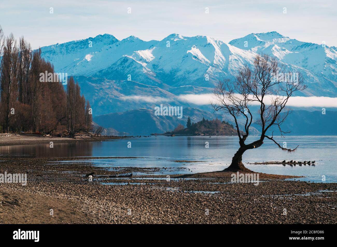 Il famoso 'quell'albero di Wanaka' visto in una tranquilla mattina invernale con bassi livelli di lago a Wanaka, Nuova Zelanda Foto Stock