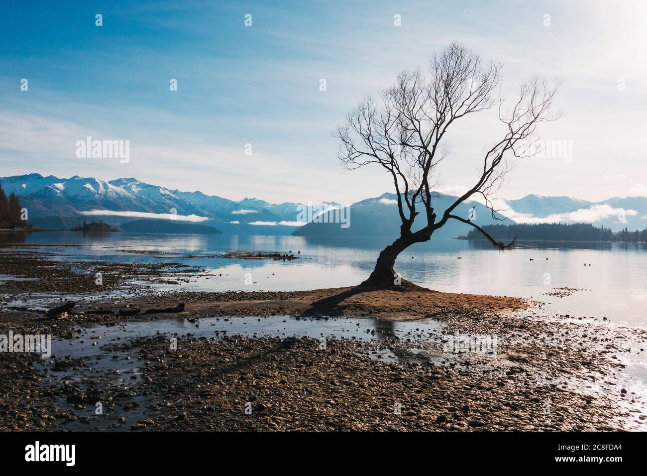 Il famoso 'quell'albero di Wanaka' visto in una tranquilla mattina invernale con bassi livelli di lago a Wanaka, Nuova Zelanda Foto Stock