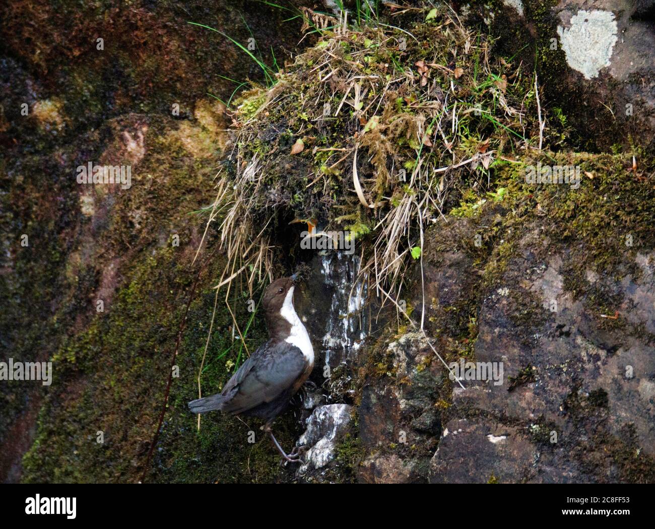 British White-thoated Dipper (Cinclusis cincluss gularis), visitando il suo nido, Regno Unito, Scozia, Highland Foto Stock