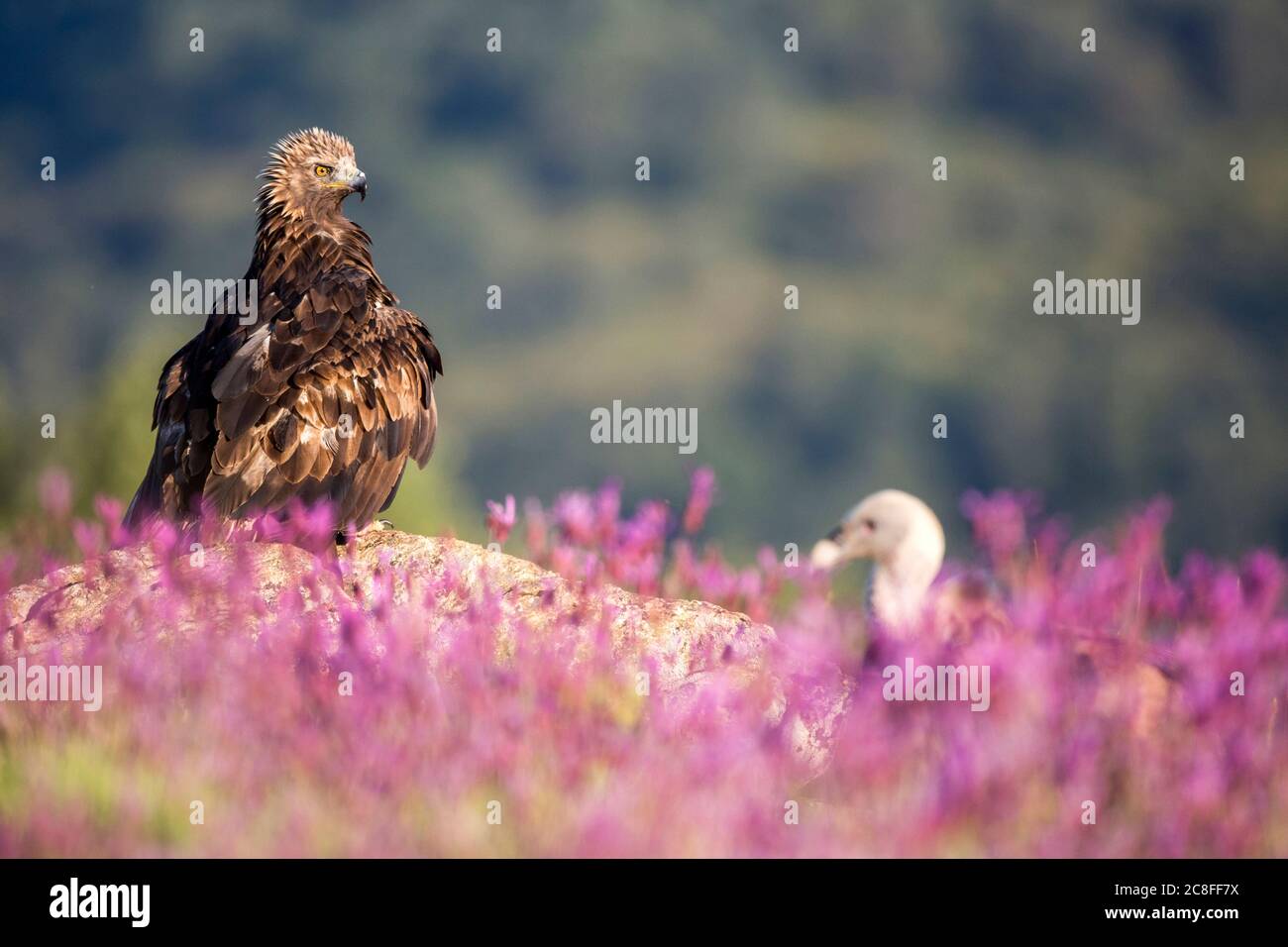 Aquila d'oro (Aquila chrysaetos), si trova su una roccia a terra tra i lavatori e guardando un'avvoltoio a piedi grifone, Spagna Foto Stock
