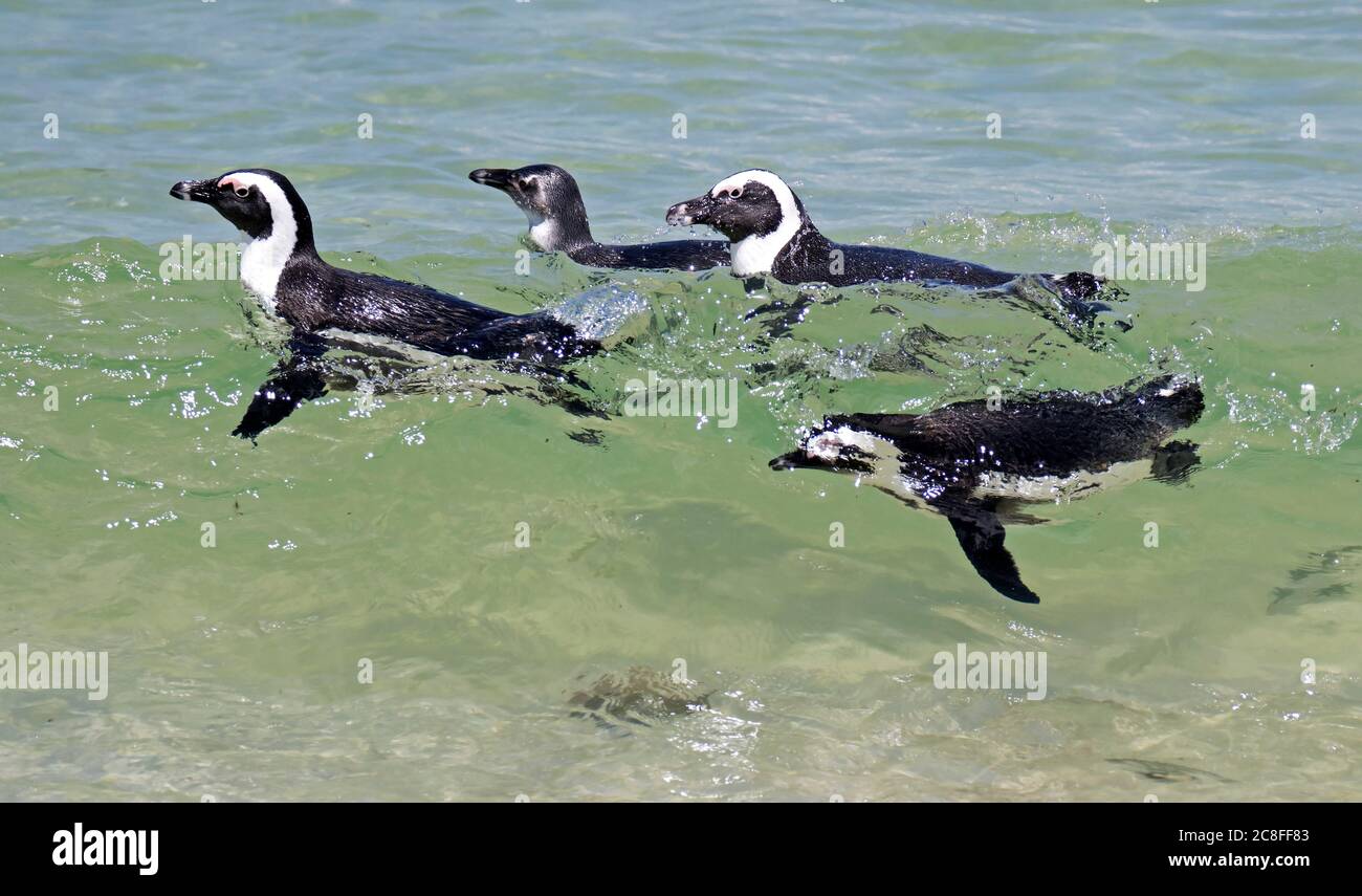 Pinguino Jackass, pinguino africano, pinguino a piedi neri (Speniscus demersus), nuoto nel surf al largo della costa sudafricana vicino a Città del Capo, Sudafrica Foto Stock