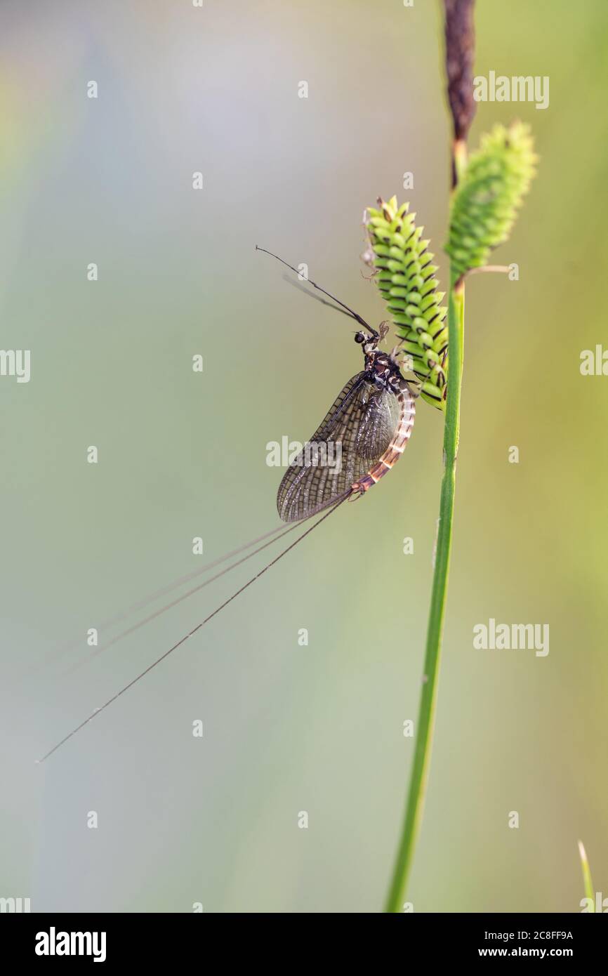 Mayfly comune (Ephemera vulgata), all'orecchio di erba, Germania, Baviera Foto Stock