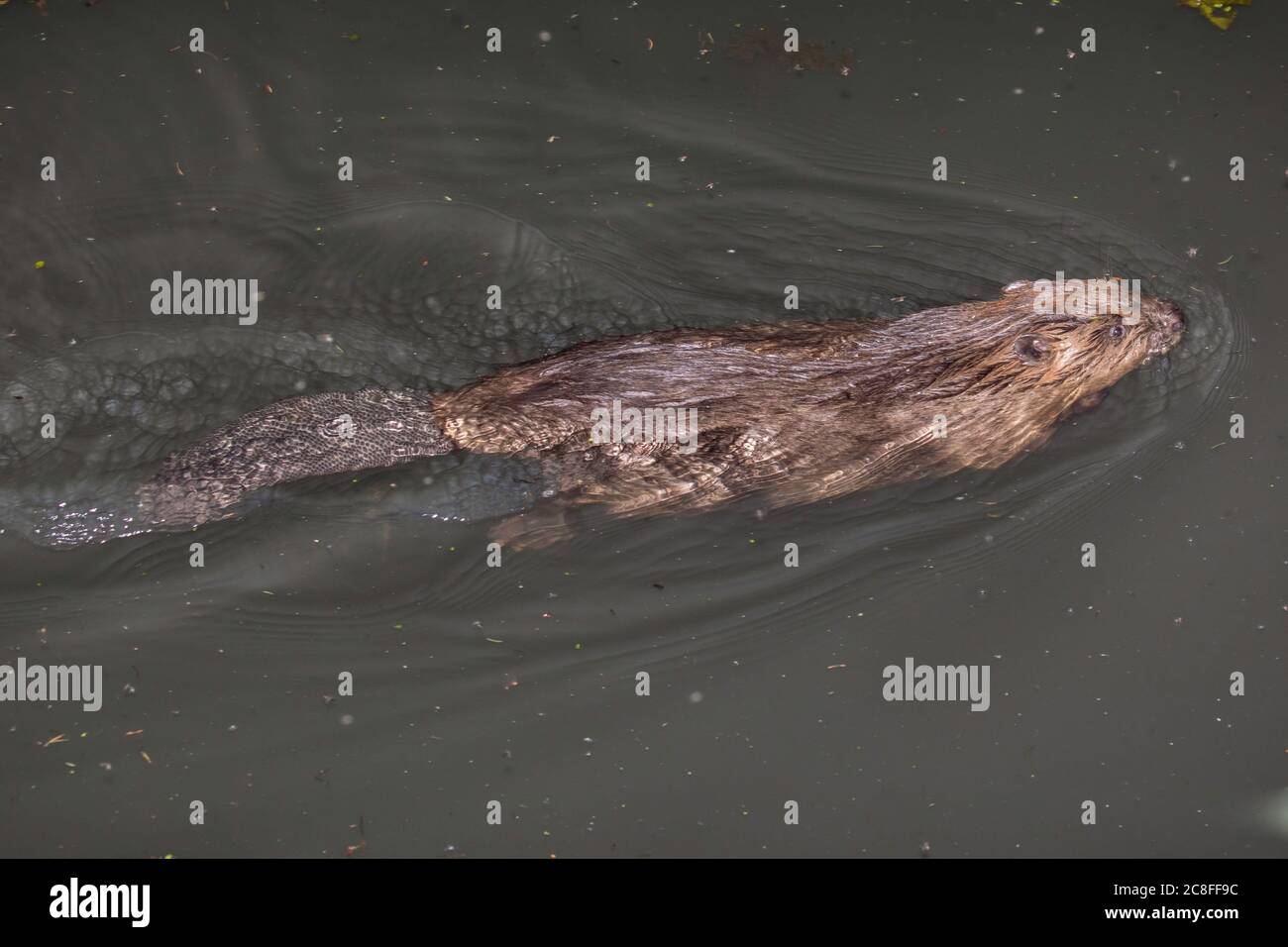 Castoro eurasiatico, castoro europeo (fibra di Castor), nuoto giovanile, Germania, Baviera Foto Stock