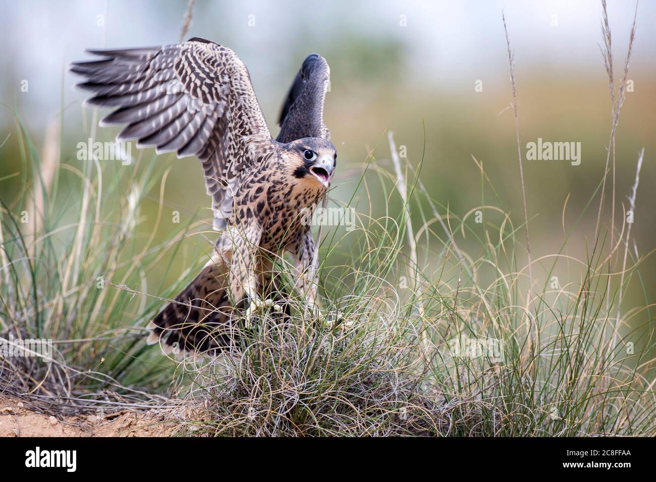 Falco peregrino mediterraneo (Falco peregrinus brookei, Falco brookei), atterraggio immaturo di uccelli a terra, vista frontale, Spagna Foto Stock