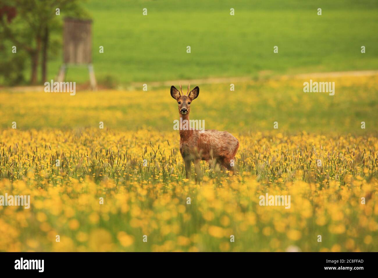 Capriolo (Capreolus capreolus), giovane capriolo che si trova in un prato primaverile, Germania, Baden-Wuerttemberg Foto Stock