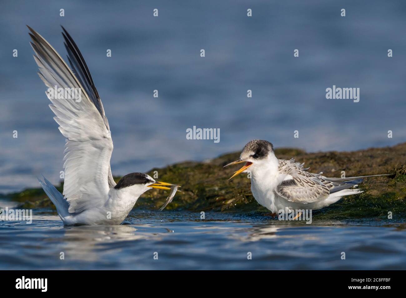 Piccolo terno (Sterna albifrons, Sternula albifrons), Adulto che nuoccia il suo pulcino nel Mediterraneo, Italia, Livorno Foto Stock